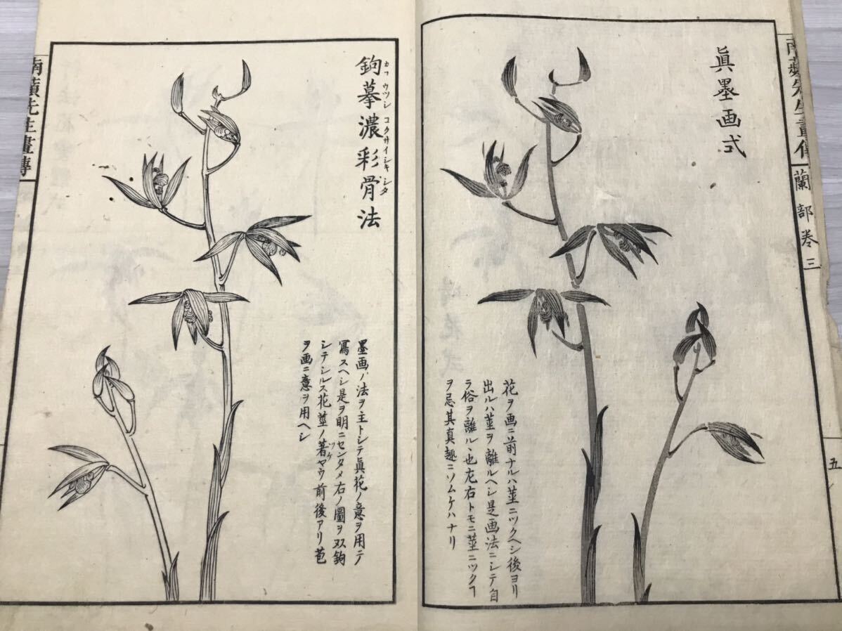 蘭斎画譜　竹部蘭部　大本2冊　森蘭斎画　江戸時代 享和元年1801年刊　南蘋派 沈南蘋 南蘋先生画伝 絵手本 木版画 唐本 和本 古書 古典籍 _画像9