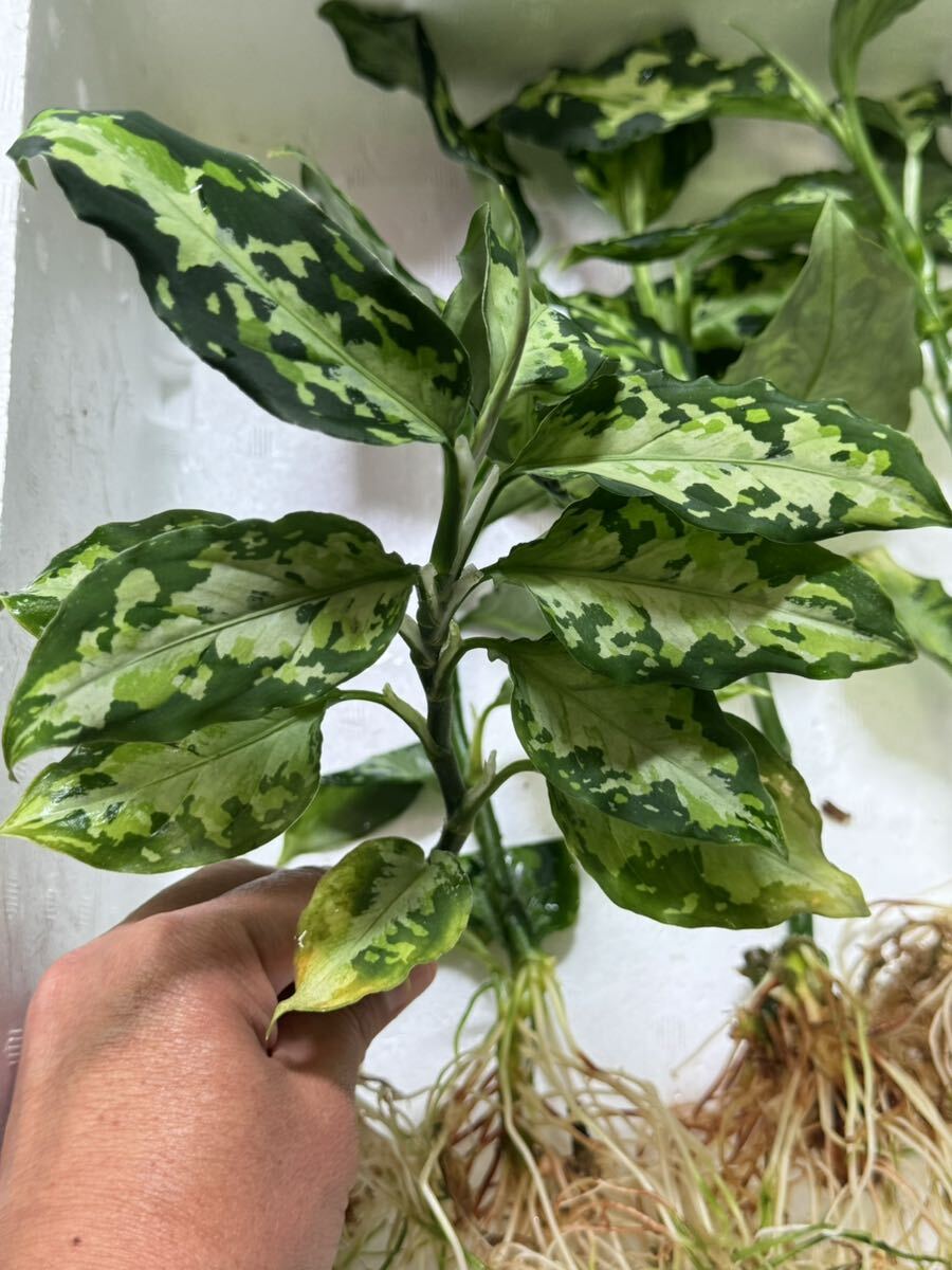 大株4本 アグラオネマ・ピクタム・トリカラー“ニルバーシュ”Aglaonema pictum tricolor NIRVASH 発泡スチロールで発送しますの画像3