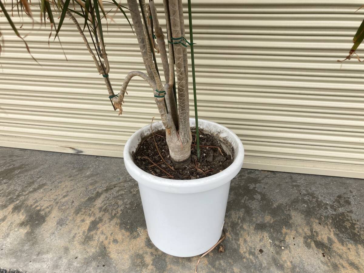 * height 210cm* rare extra-large size dracaena navy blue sinne decorative plant rare 12 number pot large Osaka receipt Kansai limitation 