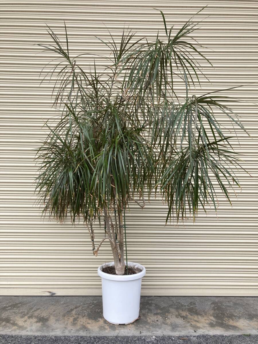 * height 210cm* rare extra-large size dracaena navy blue sinne decorative plant rare 12 number pot large Osaka receipt Kansai limitation 
