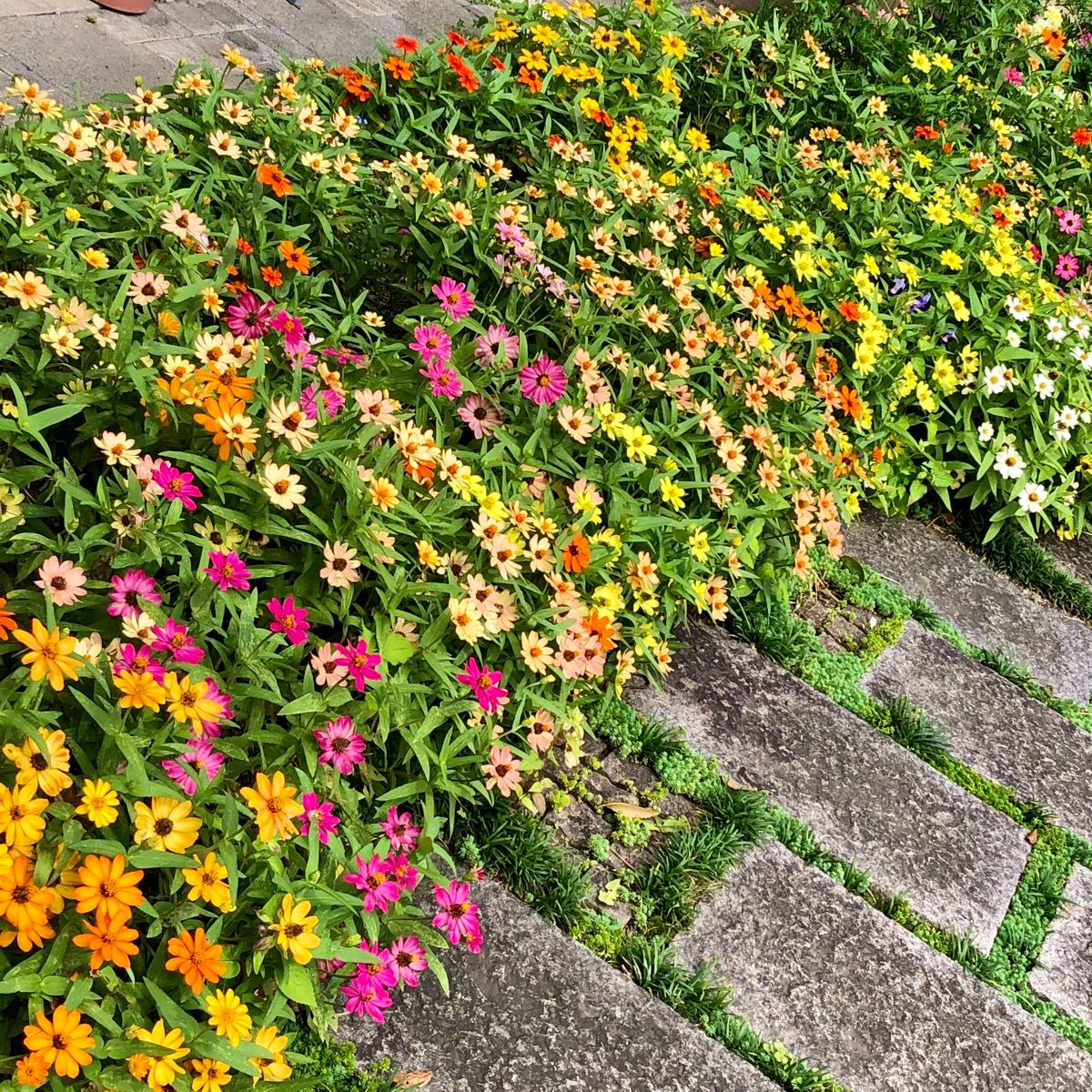 矮性ジニア 百日草 花の種