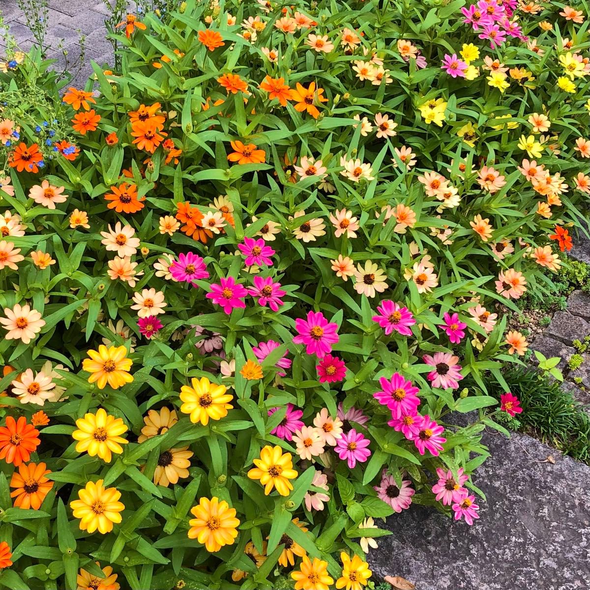 矮性ジニア 百日草 花の種