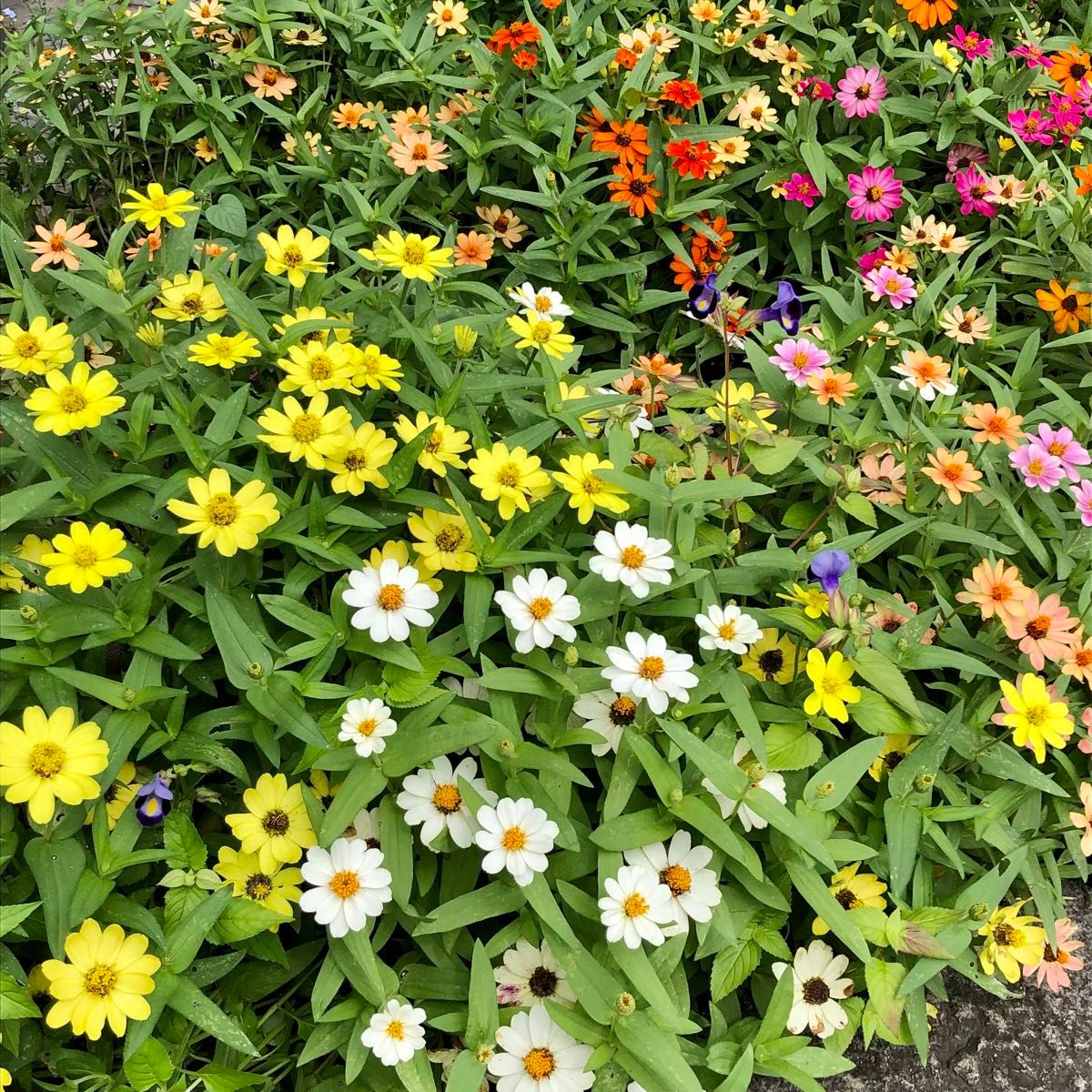 矮性ジニア 百日草 花の種