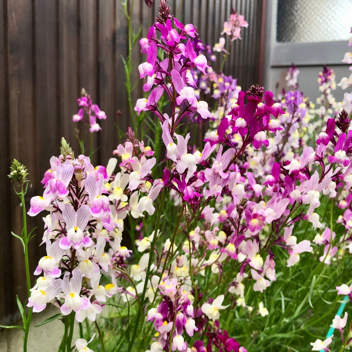 リナリア混合 花の種