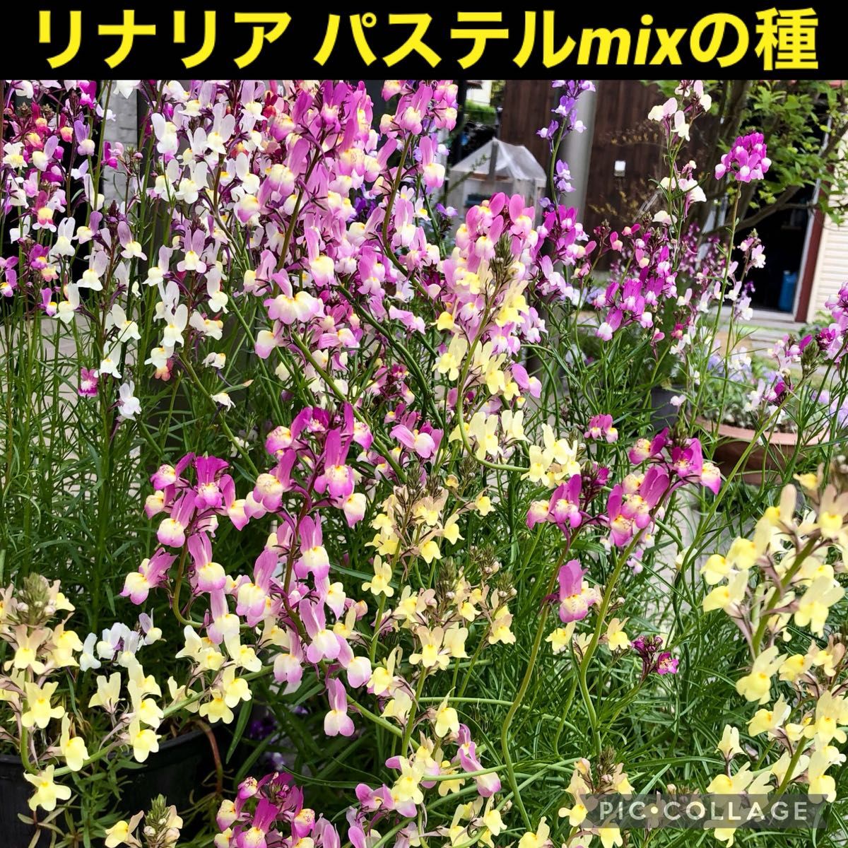 リナリア混合 花の種