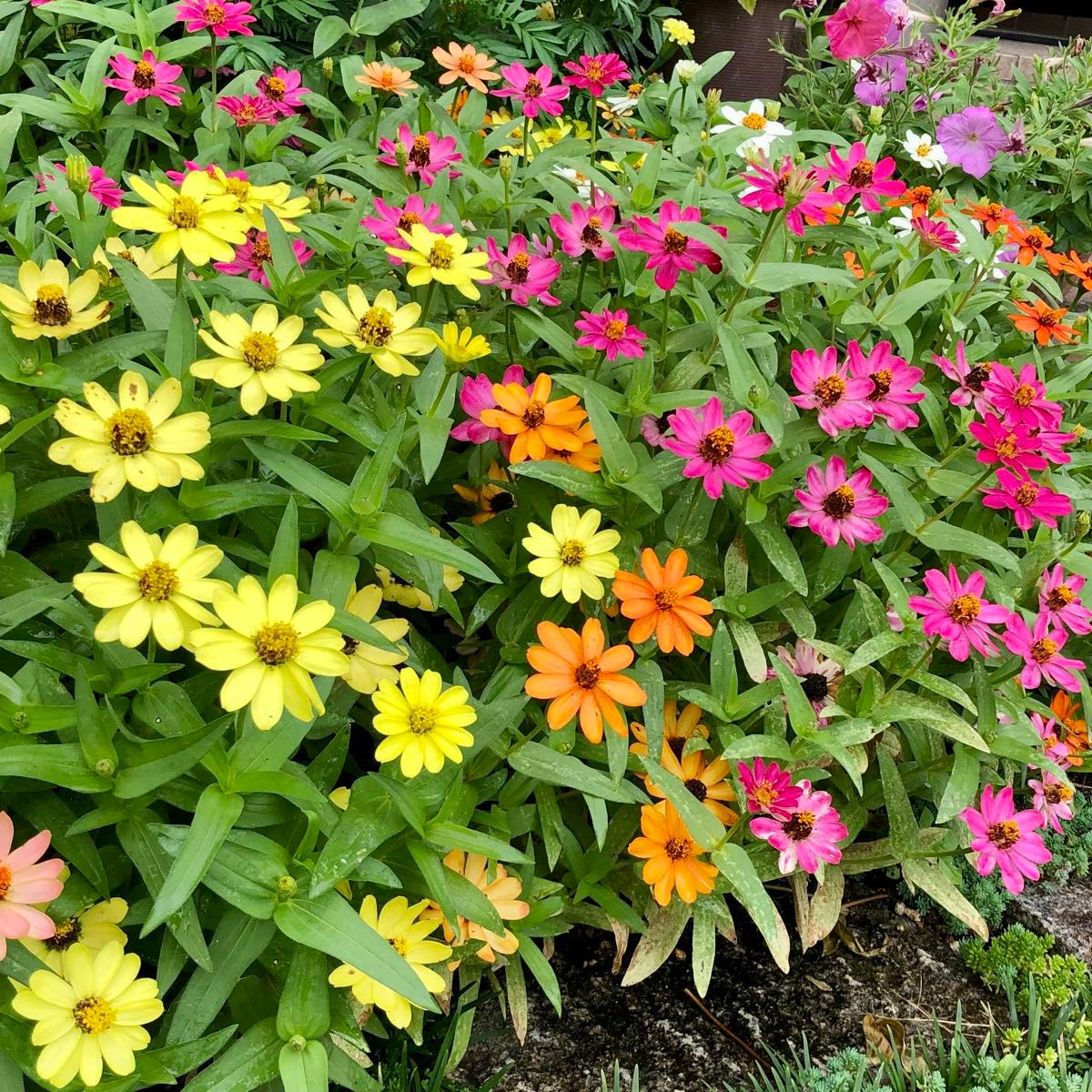 矮性ジニア 百日草 花の種