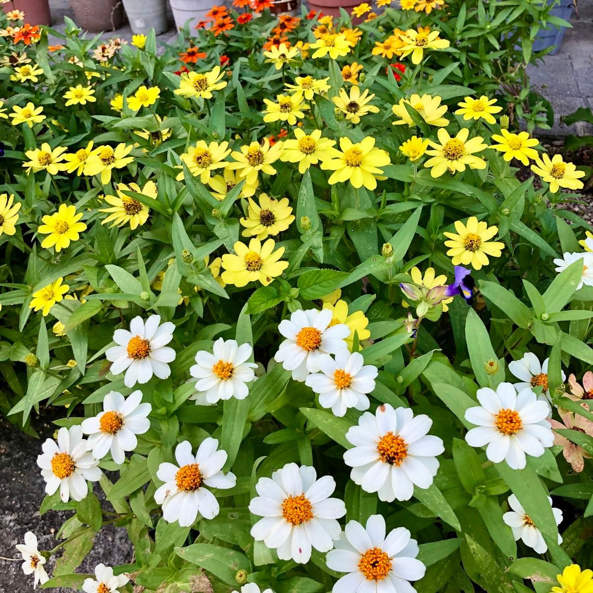 矮性ジニア 百日草 花の種