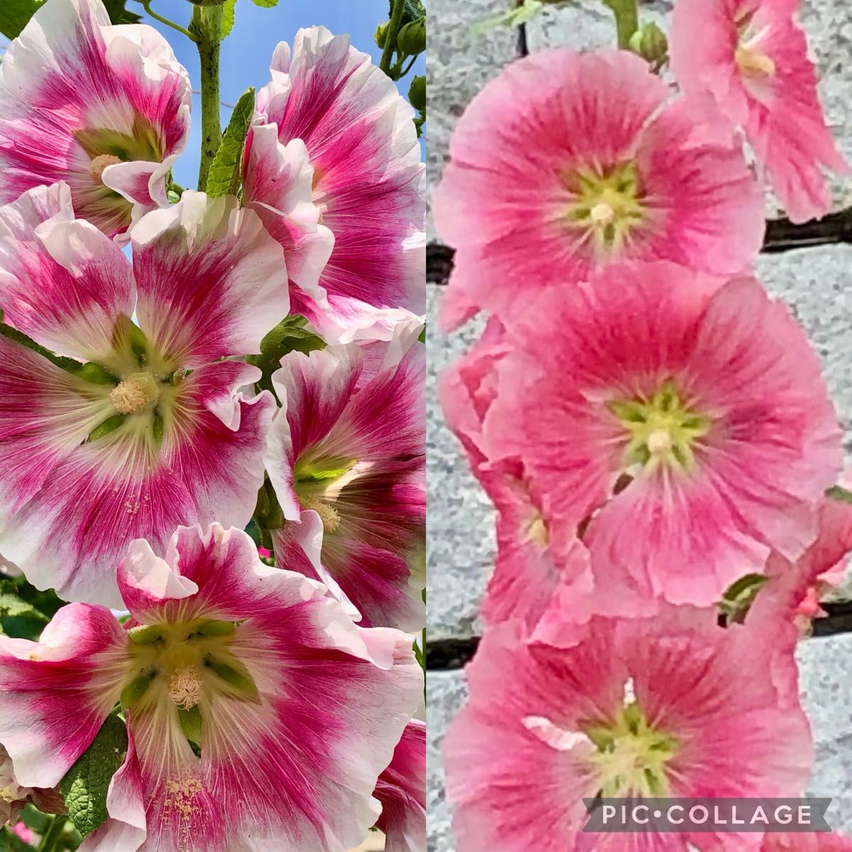 ホリホック タチアオイ 花の種