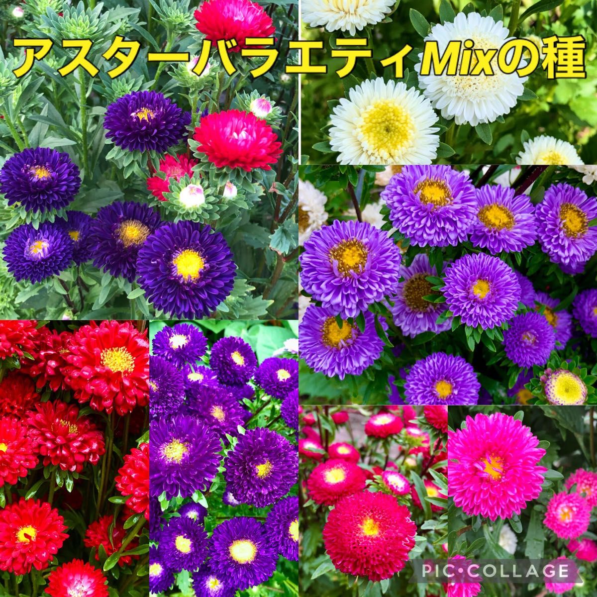 アスター 花の種