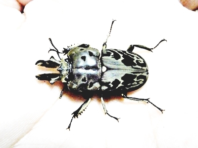 ムナコブクワガタ 幼虫  5 匹セット HORN'Sの画像1