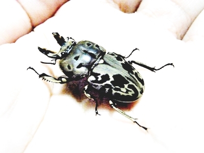 ムナコブクワガタ 幼虫  5 匹セット HORN'Sの画像2