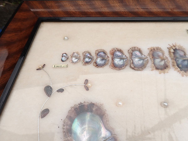 昭和レトロ【CULTURED PEARL 養殖真珠 成長標本 一ヶ月～5年 額装 37×64cm】額縁 扁額 壁掛 貝 パール インテリア コレクション 当時物の画像5