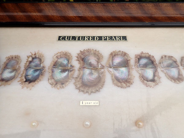 昭和レトロ【CULTURED PEARL 養殖真珠 成長標本 一ヶ月～5年 額装 37×64cm】額縁 扁額 壁掛 貝 パール インテリア コレクション 当時物の画像4