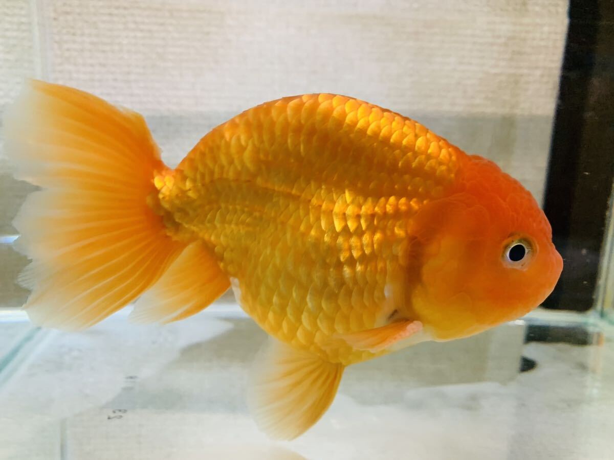 [ free shipping ] golgfish Thai production system ④