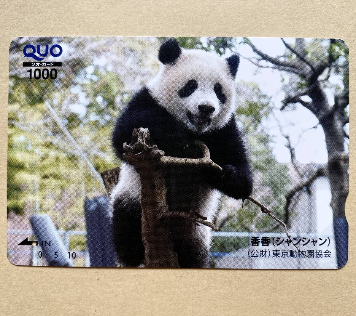 【使用済】 クオカード 香香（シャンシャン） ジャイアントパンダ 上野動物園_画像1
