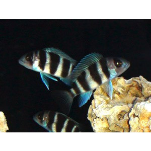 ★即決★フロントーサ・ブルンディ ±3-4cm 熱帯魚 アフリカンシクリッドの画像1