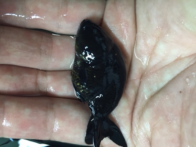 ★即決★黒らんちゅう３匹 ±4ｃｍ 真っ黒ランチュウ タイ産 金魚 ライオンヘッドの画像2