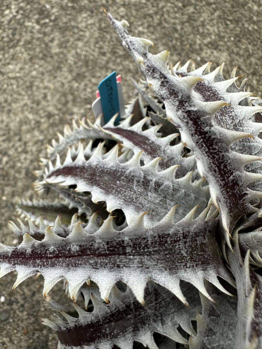 Dyckia Samurai x Fatboy OTTO-SF02 発根済の画像8