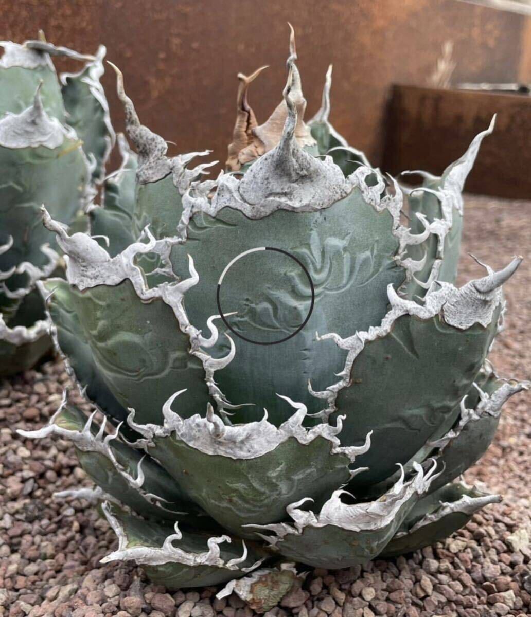 Yahoo!オークション - 【悪魔OC】AGAVE TITANOTA シチリア 子株 Yahoo!オークション - 【悪魔OC】AGAVE TITANOTA シチリア 子株