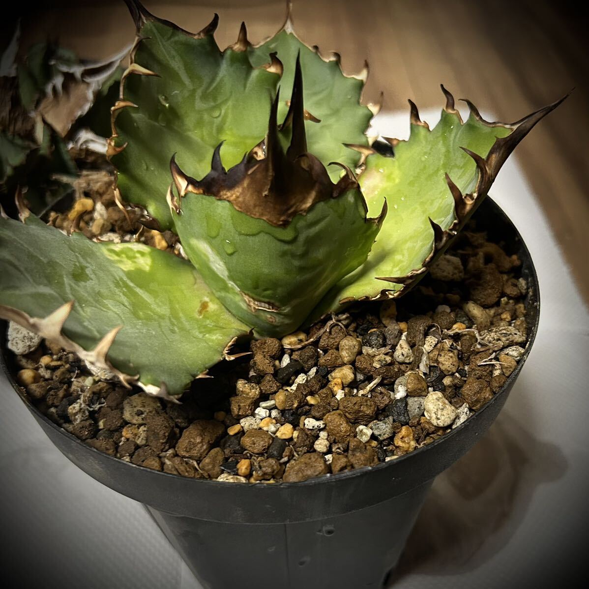 AGAVE TITANOTA ノーネーム 犀牛タイプ 大子株 ( 白犀牛 緑犀牛 南アフリカダイヤモンド SAD 大白鯊 皇冠 清櫻 悪魔くんの画像1