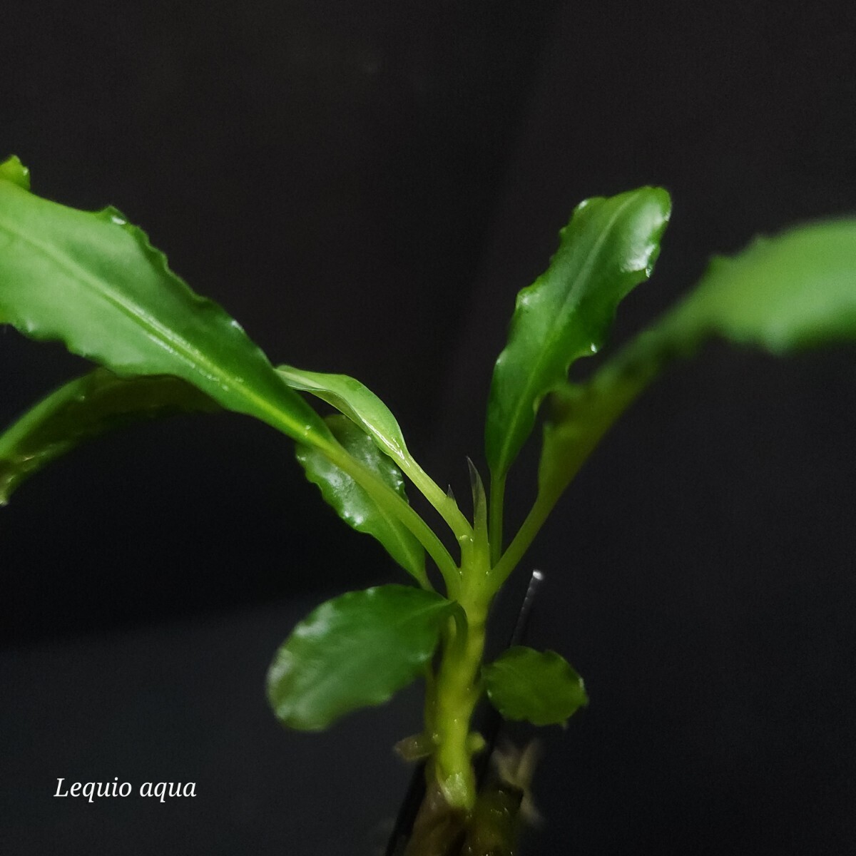 【TB便】★Bucephalandra sp.Noyan Sanngau ブセファランドラ ノヤン サンガウ 熱帯植物 水草 アクアリウム の画像1