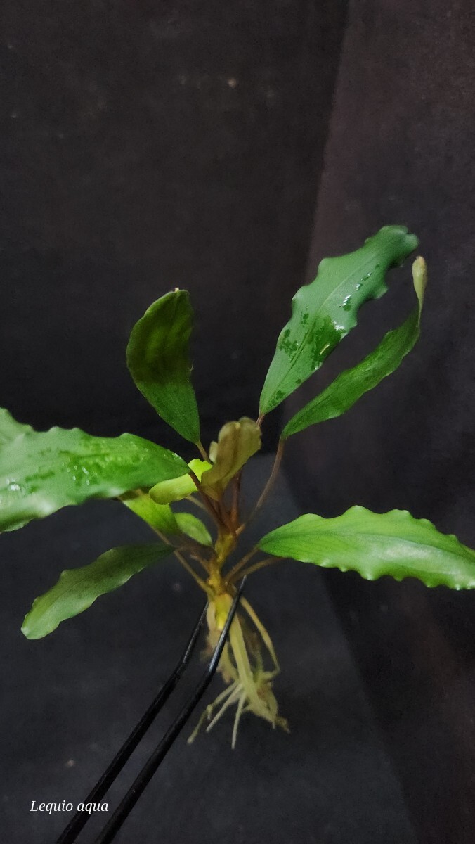 レア【TB便】★Bucephalandra sp.北Sanggau Kab.Sanggau ブセファランドラ Sanggauプロジェクト株 熱帯植物 水草 アクアリウム　_画像3