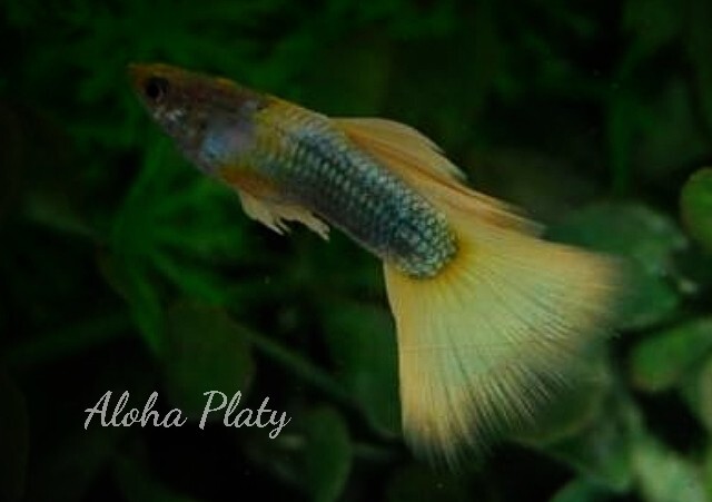 ★イエローTAXI ♂3匹＋♀2匹の5匹セット★Aloha Platy★の画像2