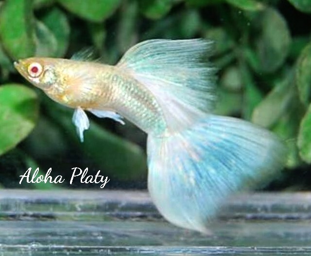 ★RRE.A ブルートパーズ ホワイトウィング ハイドーサル2ペアセット★Aloha Platy★_画像2