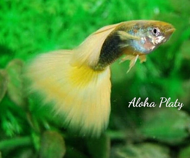 ★イエローTAXI ♂3匹＋♀2匹の5匹セット★Aloha Platy★の画像1