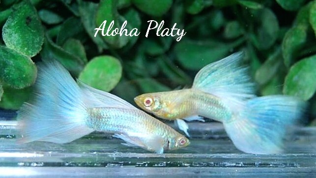 ★RRE.A ブルートパーズ ホワイトウィング ハイドーサル2ペアセット★Aloha Platy★_画像3