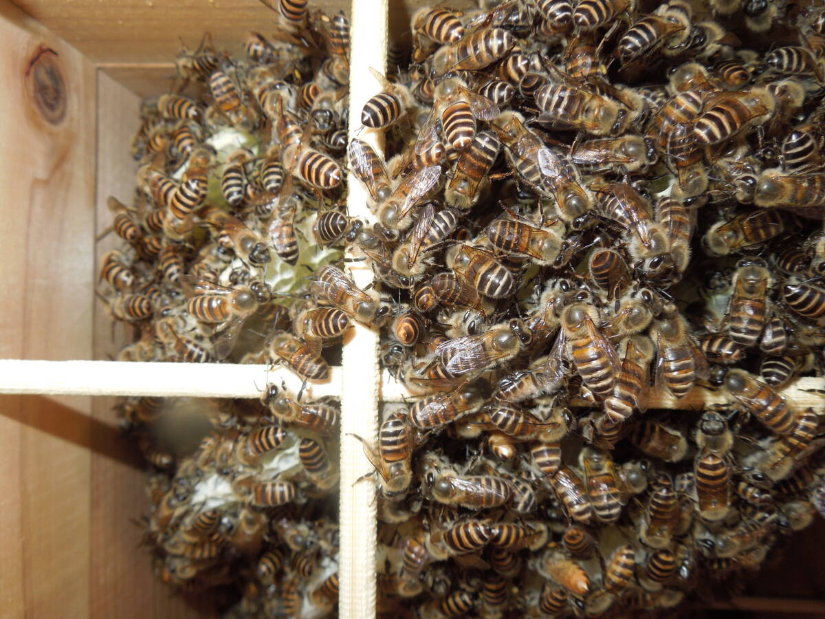 日本蜜蜂 日本ミツバチ 202４年４月５日分蜂 新女王 強群 重箱式巣箱に技あり 郵送可 ニホンミツバチの画像2