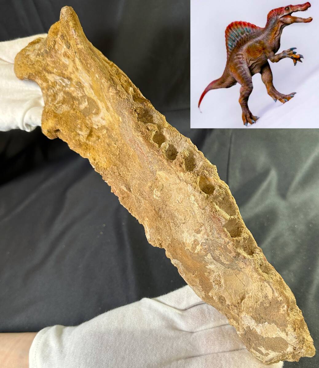 ◆スピノサウルス 化石 顎/1億年前 恐竜 牙 歯 爪/モロッコ ケムケム/これが最後！/ティラノサウルス カルカロドントサウルス好きに/951_画像1