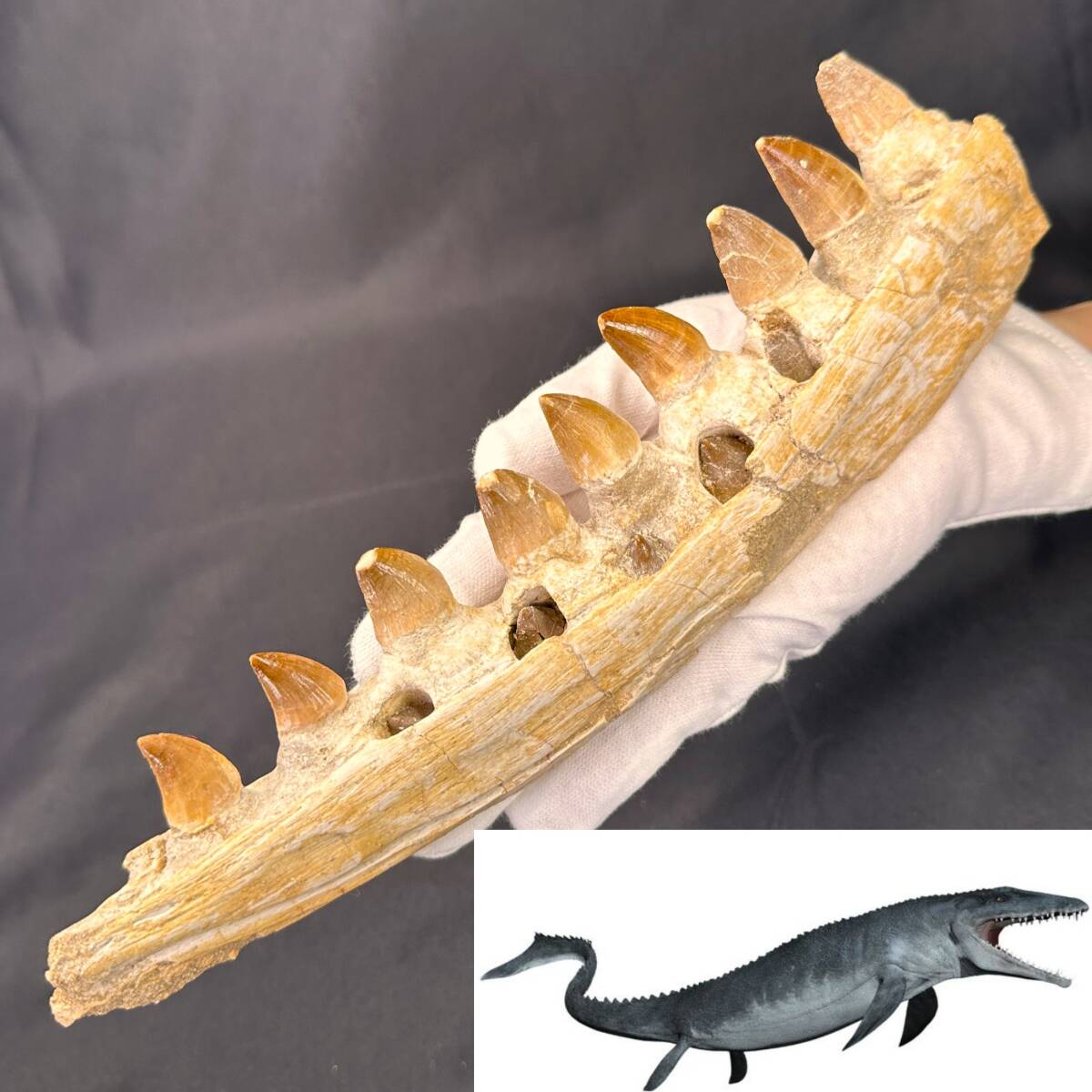 ◆モササウルス 顎骨 化石◆モロッコ/歯列 牙 恐竜/母岩なし 生え変わりの歯 日本では入手不可/スピノサウルス ティラノサウルス好きに/949_画像1