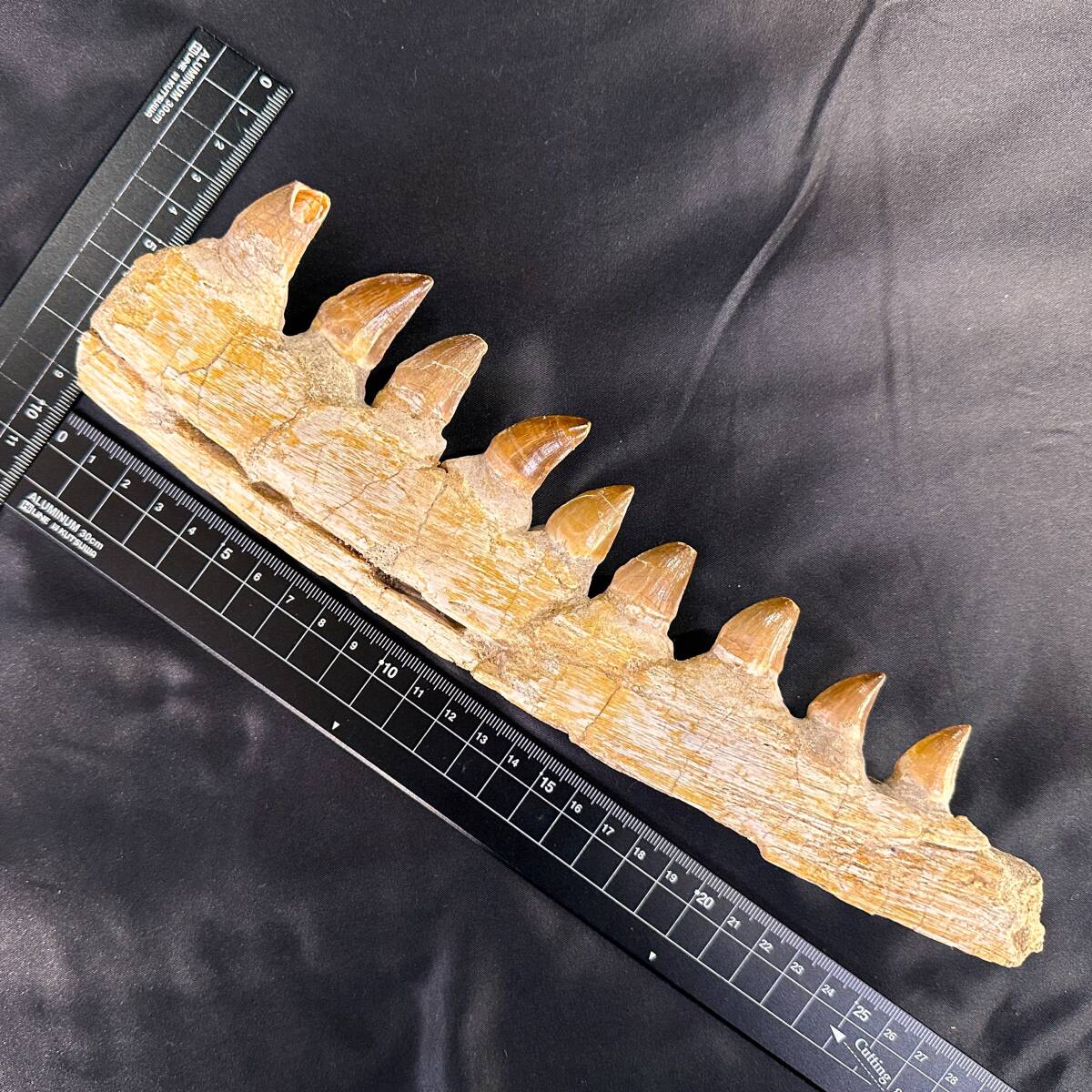 ◆モササウルス 顎骨 化石◆モロッコ/歯列 牙 恐竜/母岩なし 生え変わりの歯 日本では入手不可/スピノサウルス ティラノサウルス好きに/949_画像9