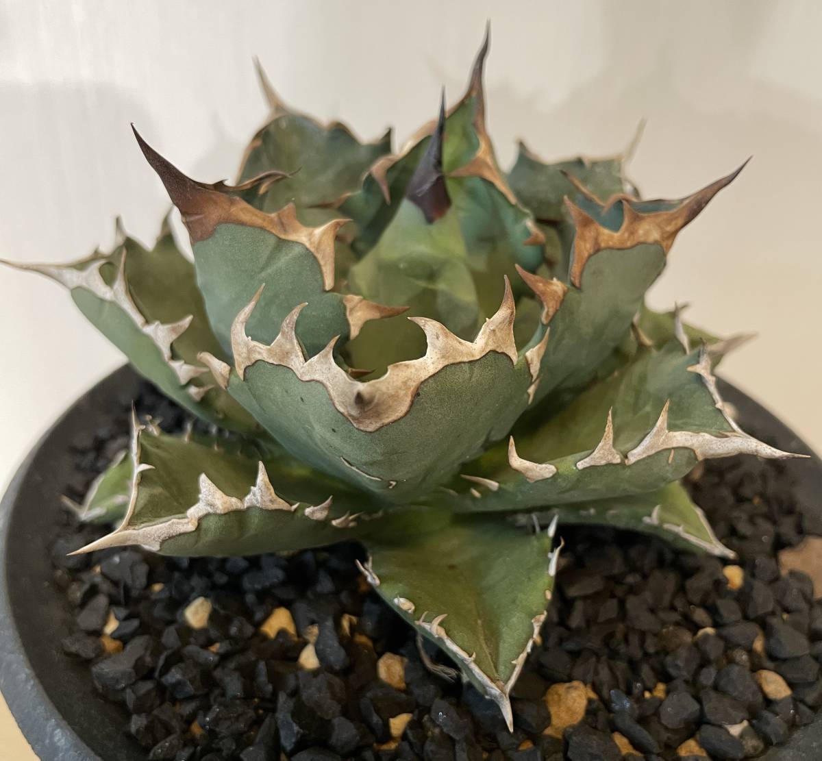 発根済み アガベ チタノタ ドワーフ 子株 選抜株 agave titanota 多肉植物 オテロイ 皇冠 悪魔くんの画像3