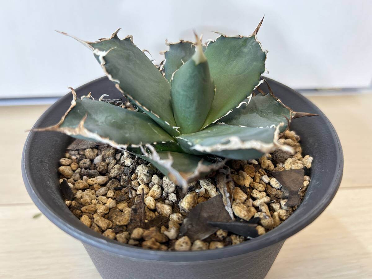 発根済み オテロイ/オアハカ 逆刺 蟹タイプ アガベ チタノタ 選抜株 agave titanota 多肉植物 皇冠 悪魔くんの画像4