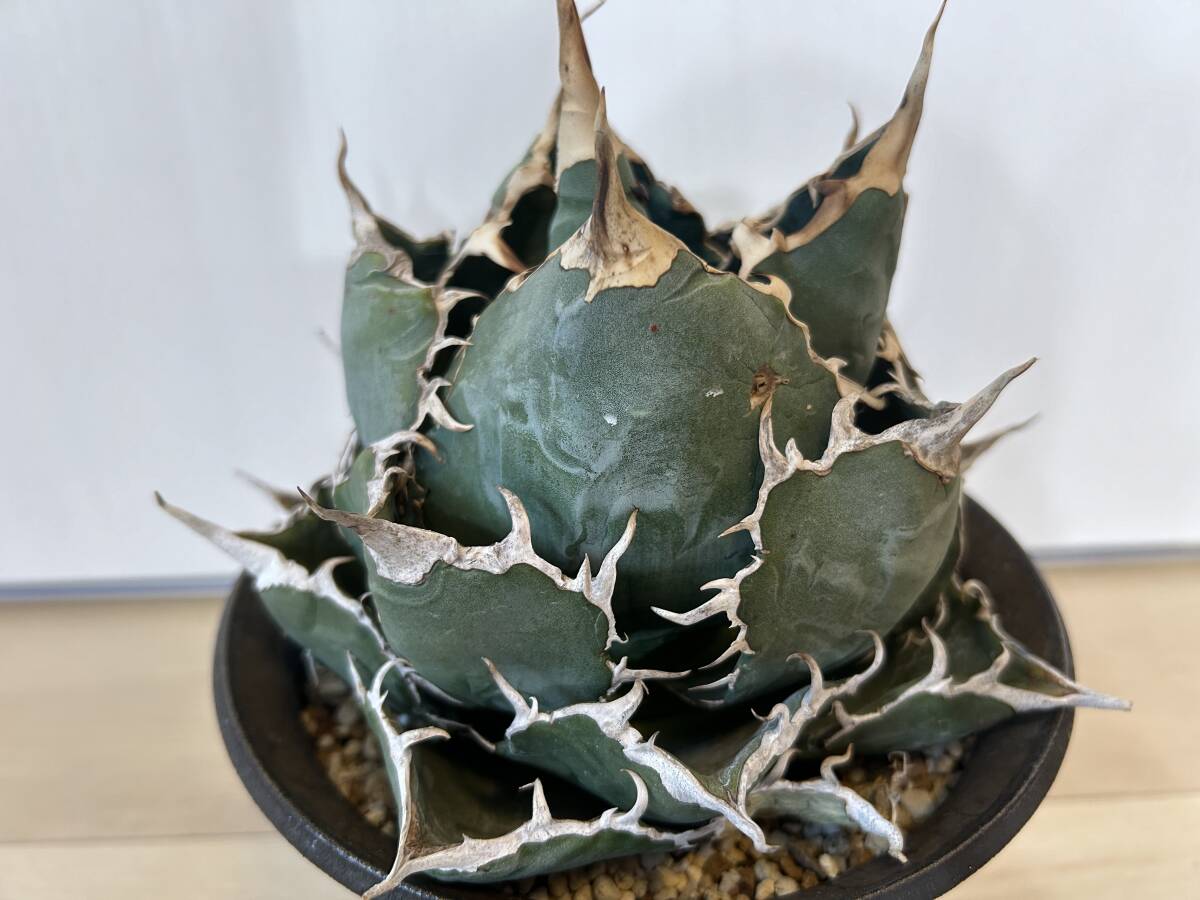 発根済み アガベ 白鯨 子株 選抜株 agave titanota 多肉植物 オテロイ 皇冠 悪魔くんの画像5