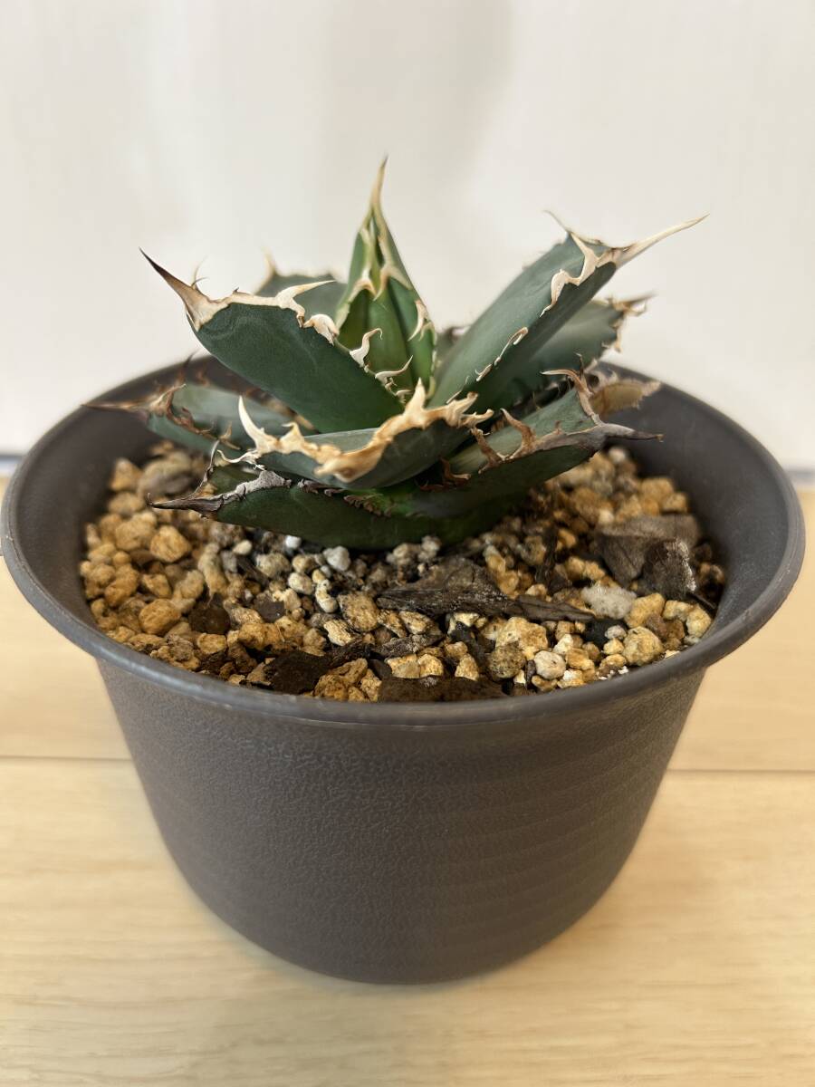 発根済み オテロイ/オアハカ 逆刺 蟹タイプ アガベ チタノタ 選抜株 agave titanota 多肉植物 皇冠 悪魔くんの画像1