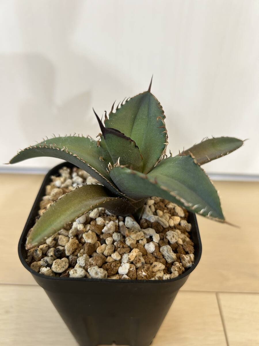 発根済み アガベ 白鯨 子株 選抜株 agave titanota 多肉植物 オテロイ 皇冠 悪魔くんの画像7