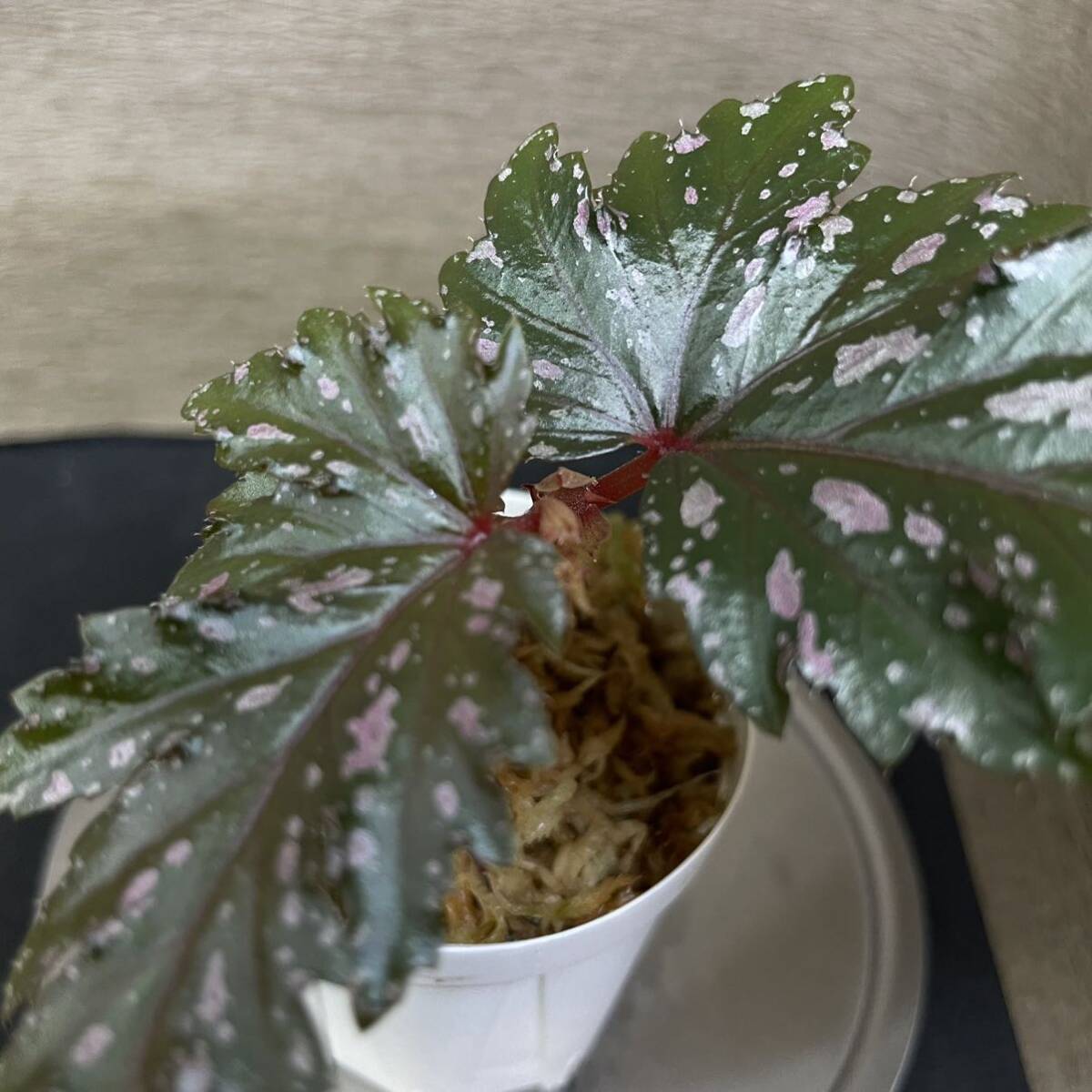 Begonia Serratipetala ベゴニアセラティペタラ　②_画像3