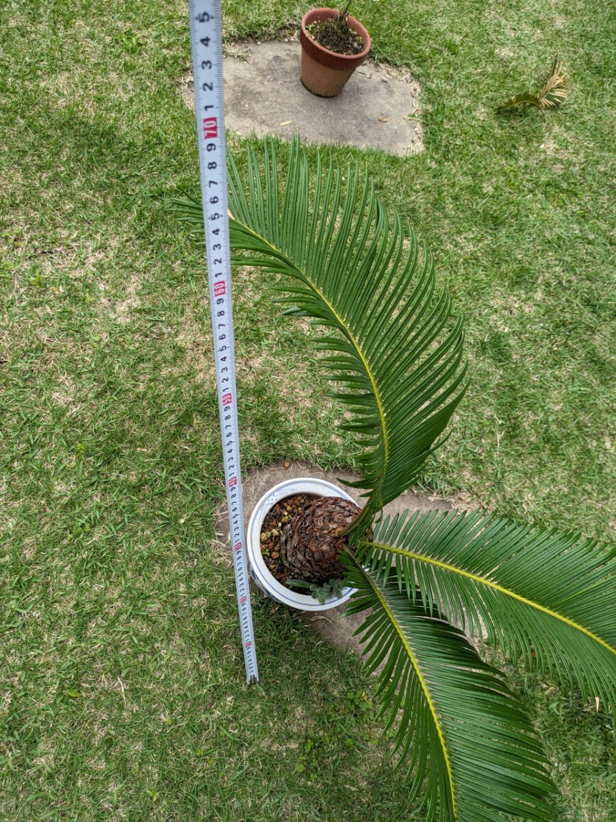 .. beautiful cycad ceramics. pot entering 