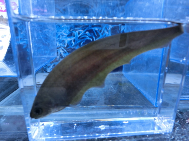 【熱帯魚】送料一律800円(一部除く)☆アフリカンナイフ １匹☆発送日限定☆の画像1