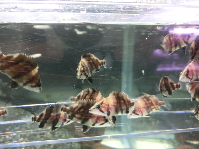 【熱帯魚】送料一律800円(一部除く)☆ダトニオプラスワン(ボルネオ産 約５cm±) ２匹☆発送日限定☆の画像2