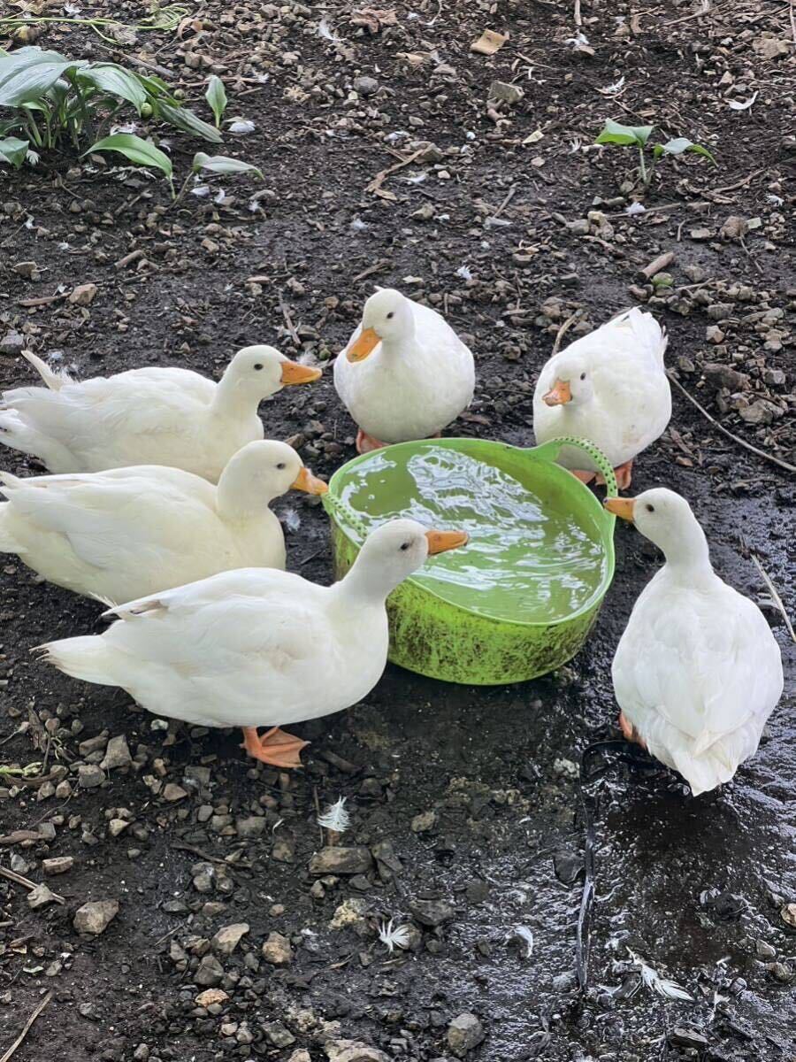 産みたて 純白コールダック のびのび平飼い 異血 食用有精卵 7個_画像1