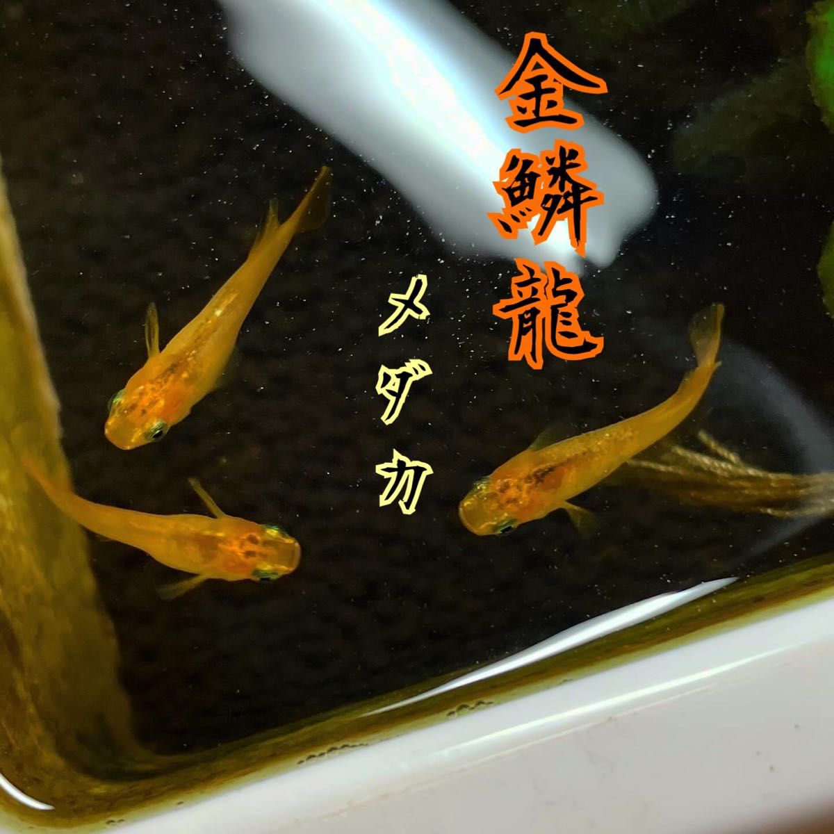 金鱗龍 メダカ 有精卵 30個 レア|Yahoo!フリマ(旧PayPayフリマ) 金鱗龍 メダカ 有精卵 30個 レア|Yahoo!フリマ(旧PayPayフリマ)