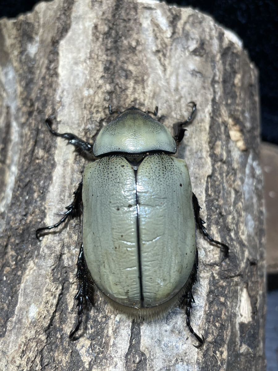 [BFとと]N34 グラントシロカブト 成虫ペア　♂71mm♀50mm 大型ホワイト系　★♂♀美体★_画像8