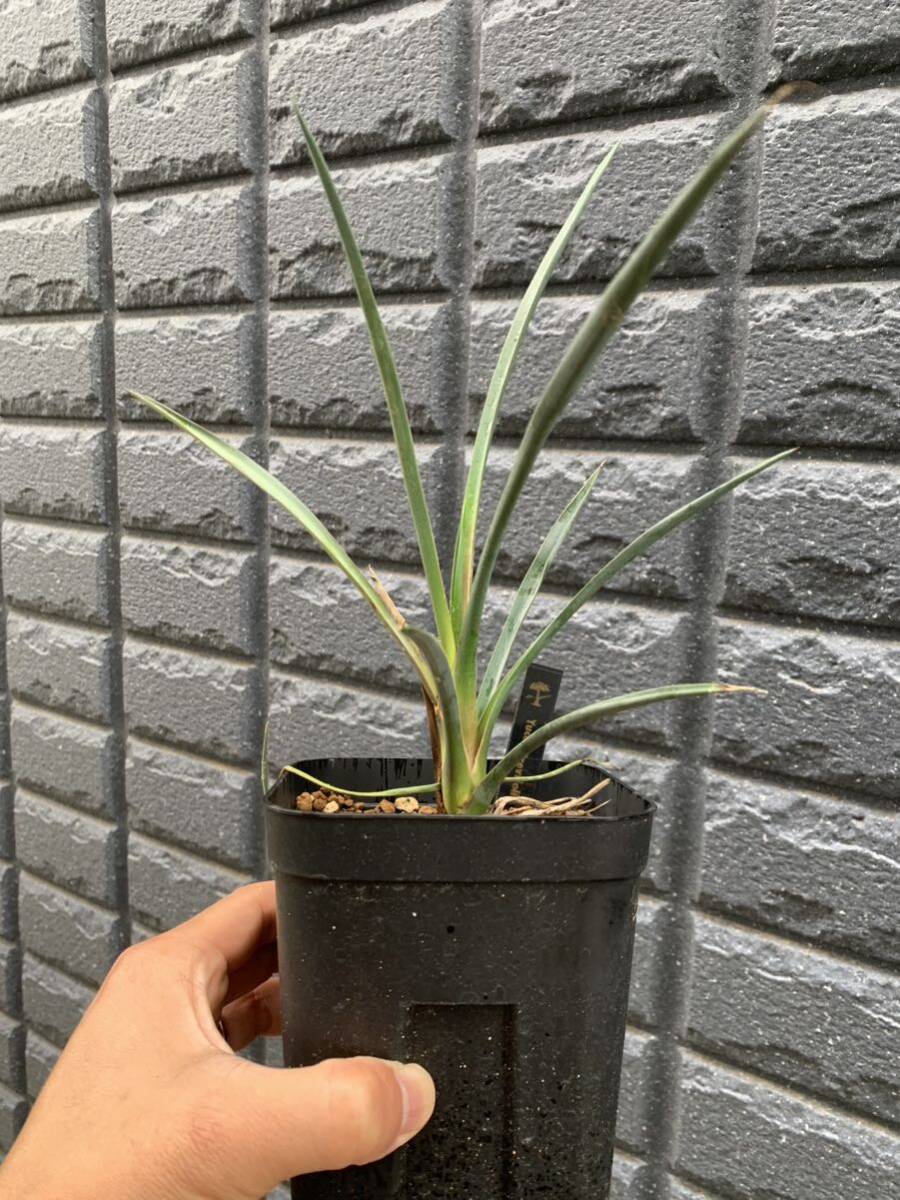  yucca blur bifo rear real raw seedling Driger electromagnetic . Sure tree 