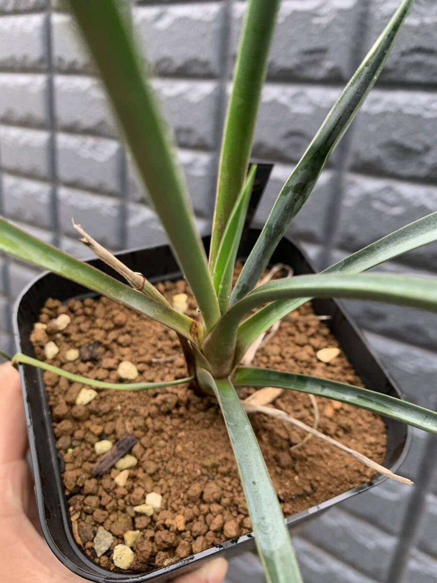  yucca blur bifo rear real raw seedling Driger electromagnetic . Sure tree 