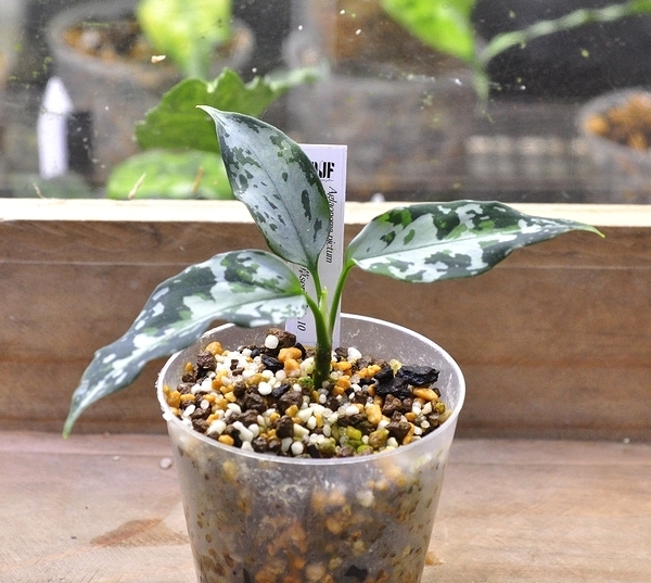 アグラオネマ ピクタム ”午”【無限∞草series】NO.10 Aglaonema pictum の画像3