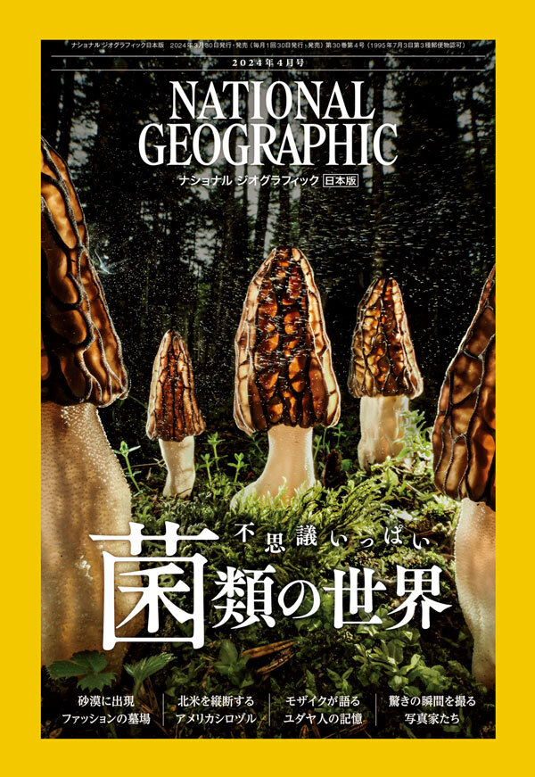 ●ナショナルジオグラフィック2024年4月号「菌類の世界」特集号 中古 送料無料！_画像1